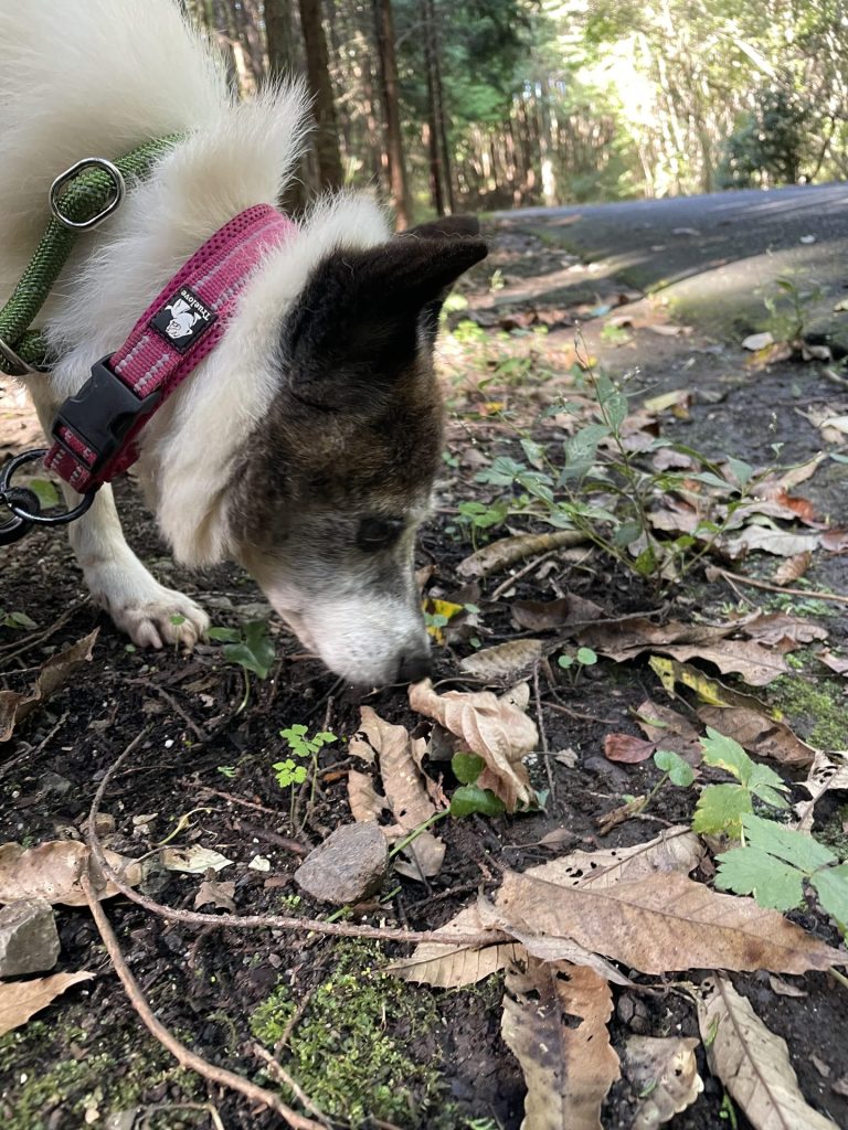 f359235cbb9fe739bbcf8f3b57a5c63b