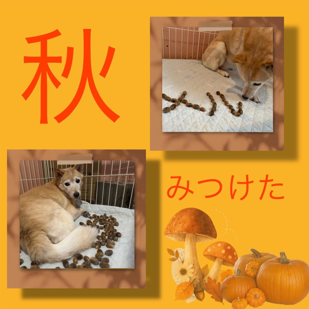 f819d6428bc3e0b807315df1c9edf6b2