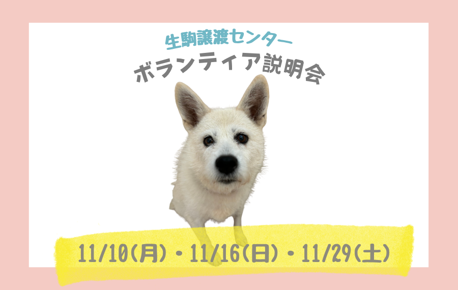 【ピースワンコのイベント】11/10(月)、16(日)、29(土)ボランティア説明会※予約制(生駒譲渡センター) 10 775332e0cb5b61dd25af7b95929eb049