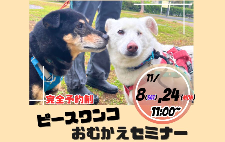 譲渡会・イベントのご案内 3 8