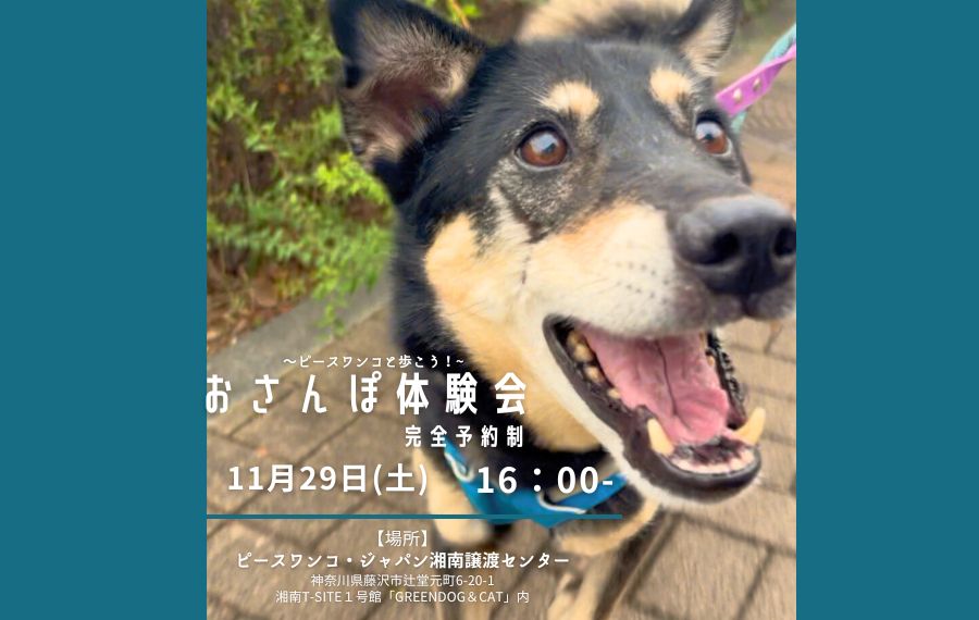 譲渡会・イベントのご案内 9 13298a5e3fa5adc3d64a7aaf89416281