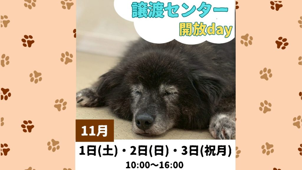 【ピースワンコのイベント】11/1(土)、2(日)、3(祝月)《譲渡センター開放day》(福山譲渡センター) 11 e1e51e290613e7858552f2cadf603be2
