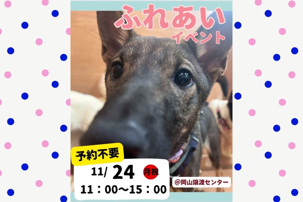 譲渡会・イベントのご案内 1 line oa chat 251031 163706