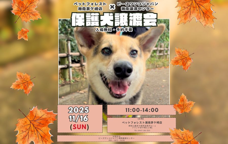 【ピースワンコの譲渡会】11/16(日)「ペットフォレスト保護犬譲渡会」を開催(神奈川/茅ケ崎市) 12 5 3 1