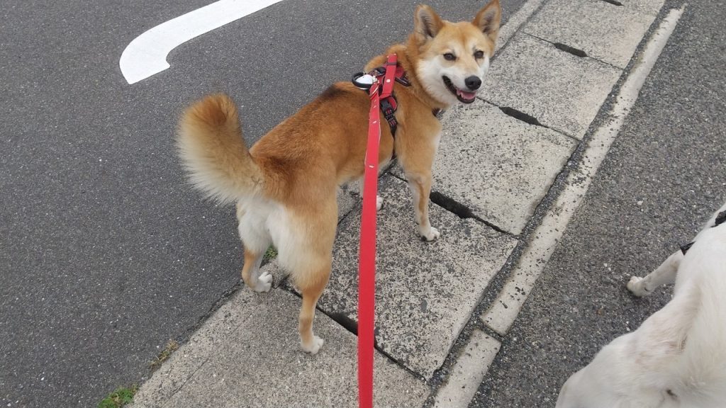 a928bcf30b5ebe4a6d7581a450a6be55