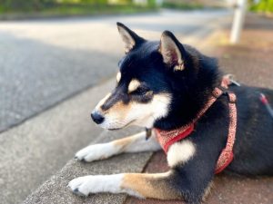 912c85bea1d4e8b2ec477215825df058