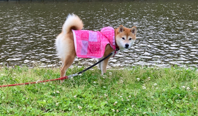 2b9428db8f0ba7bdee40d82cafb2d535