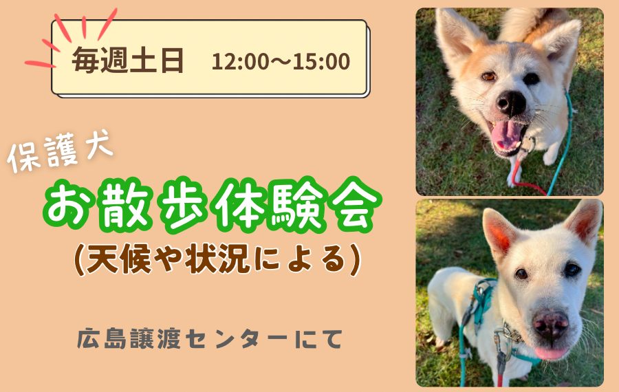 【ピースワンコのイベント】11/29(土)、30(日)「お散歩体験会」開催(広島譲渡センター) 8 eyecatch 17