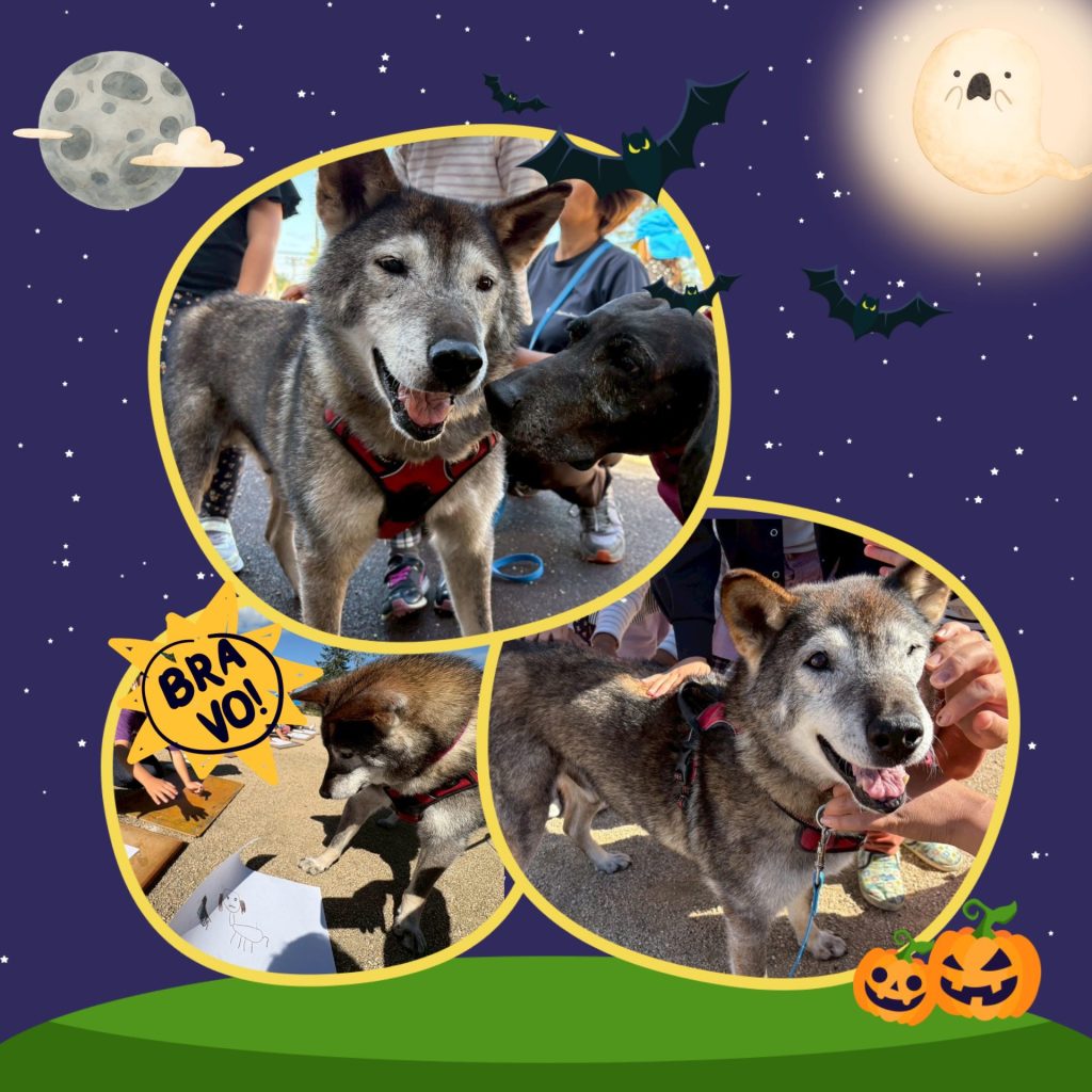 ワンだふるファミリーからの近況報告:2025年11日1日(土曜日) 2 aa5c67357d6ebfeaf568f153f71a94a6