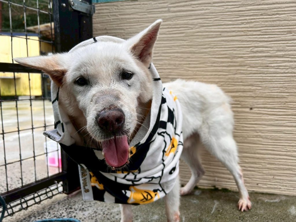 ワンだふるファミリーからの近況報告:2025年11日1日(土曜日) 3 a979f8638c437a458d5a49abd9a6d310