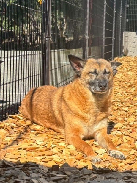 ワンだふるファミリーからの近況報告:2025年11日1日(土曜日) 5 29d0a8218e3d1774762600ae35e89f1d