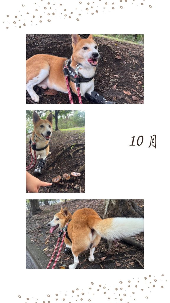 ワンだふるファミリーからの近況報告:2025年11日1日(土曜日) 6 2f36528f22d2f5cb92ad897b24b393c3