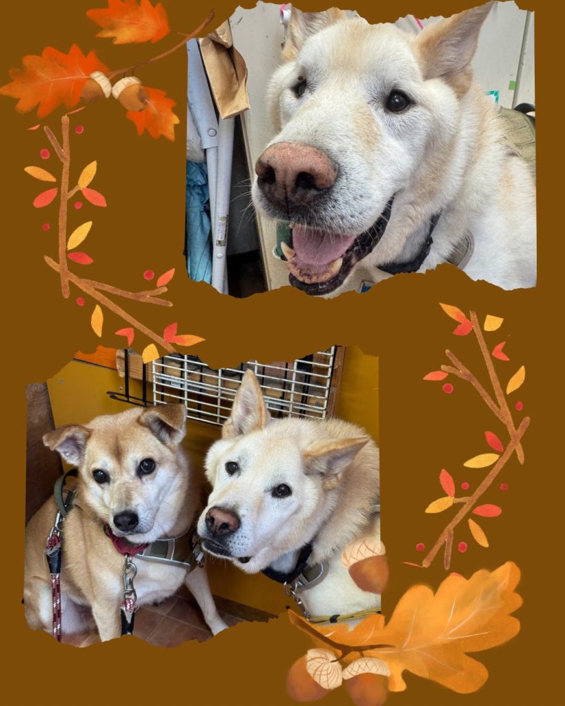 ワンだふるファミリーからの近況報告:2025年11日1日(土曜日) 7 4a6b48853ae71a82ad63d3d82fc1f9af