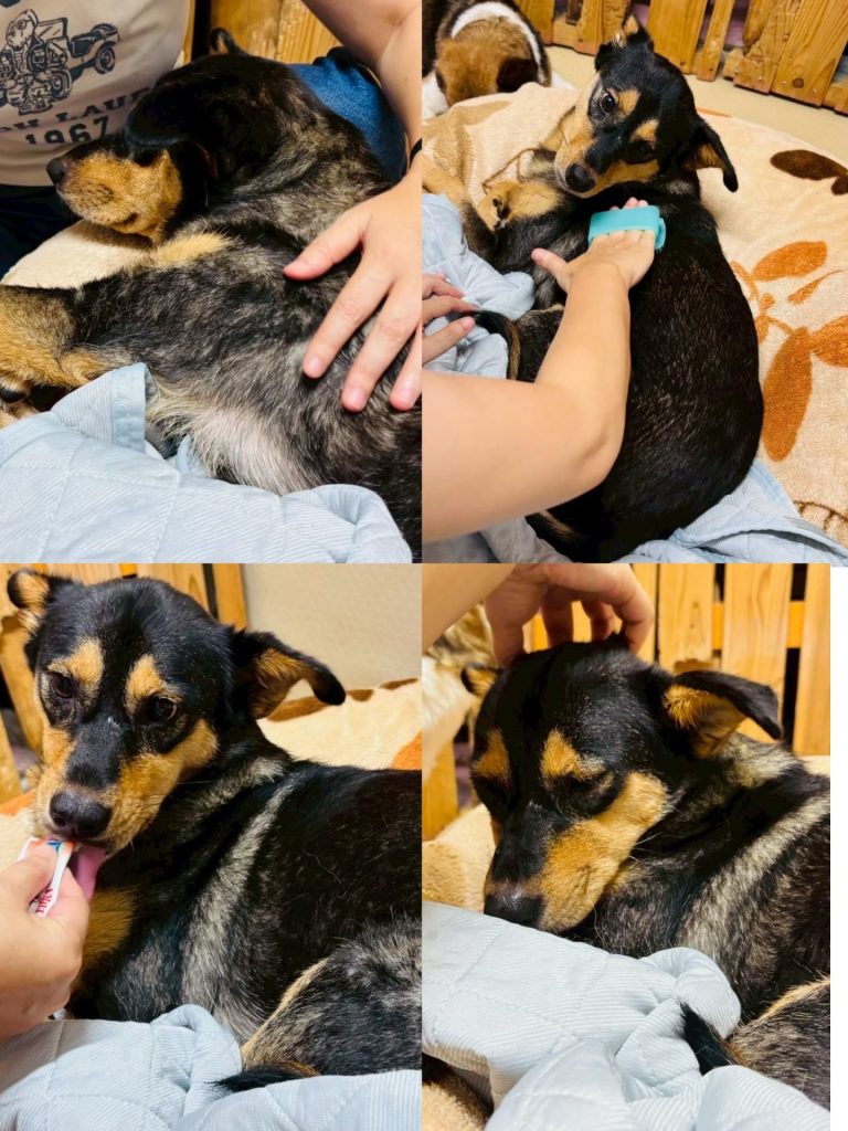 ワンだふるファミリーからの近況報告:2025年11日1日(土曜日) 9 5eddda87c1195929bc53f73c95df5829