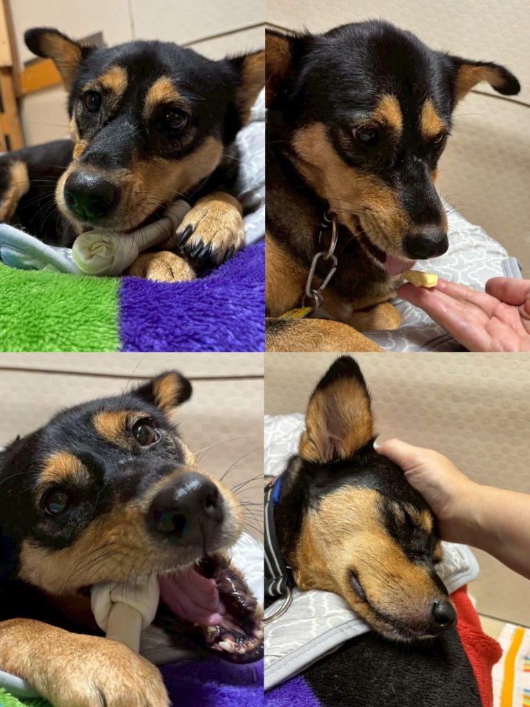 ワンだふるファミリーからの近況報告:2025年11日1日(土曜日) 8 90c6a297986ecd5e8cd5e4341284b557