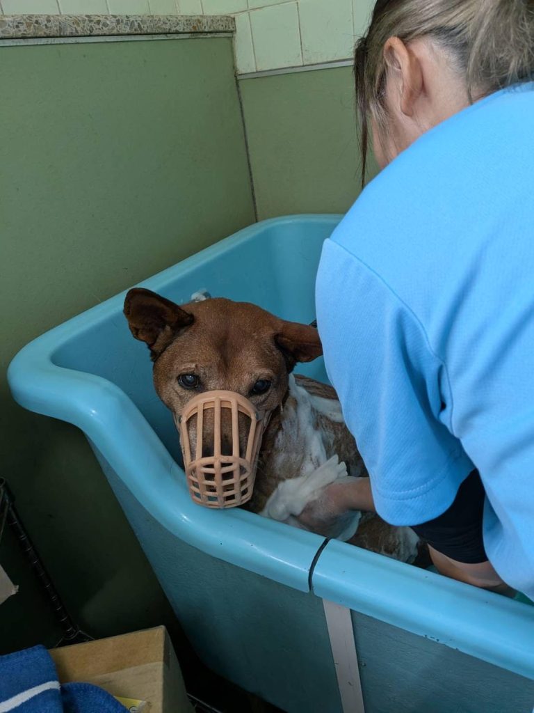 ワンだふるファミリーからの近況報告:2025年11日1日(土曜日) 10 f866fcf8f11266e5829af2763d3ce9d4