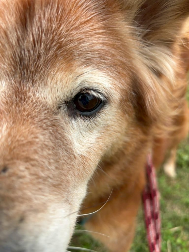 ワンだふるファミリーからの近況報告:2025年11日1日(土曜日) 11 ed515d72354f48c82636ea2b19f7c45c