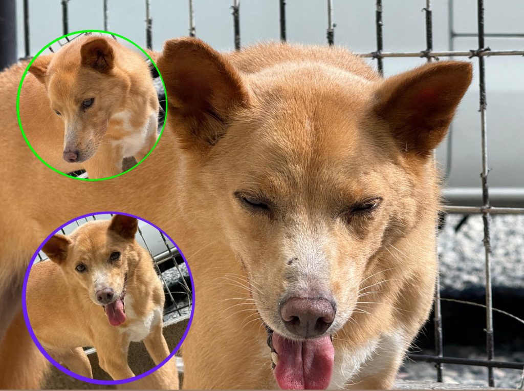 ワンだふるファミリーからの近況報告:2025年11日1日(土曜日) 12 e87f1086f7bf9f59f1ec0b2dd2f320a4