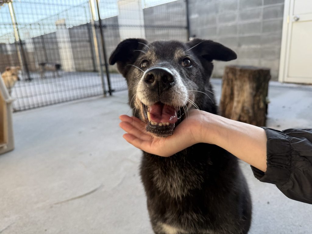 ワンだふるファミリーからの近況報告:2025年11日1日(土曜日) 14 24a43615bbe72df974b2cf5d530742df