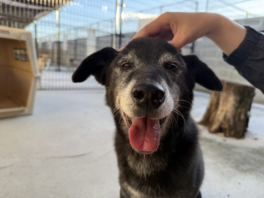 ワンだふるファミリーからの近況報告:2025年11日1日(土曜日) 13 4e96ba4a726c1de582a2b46442be9e90