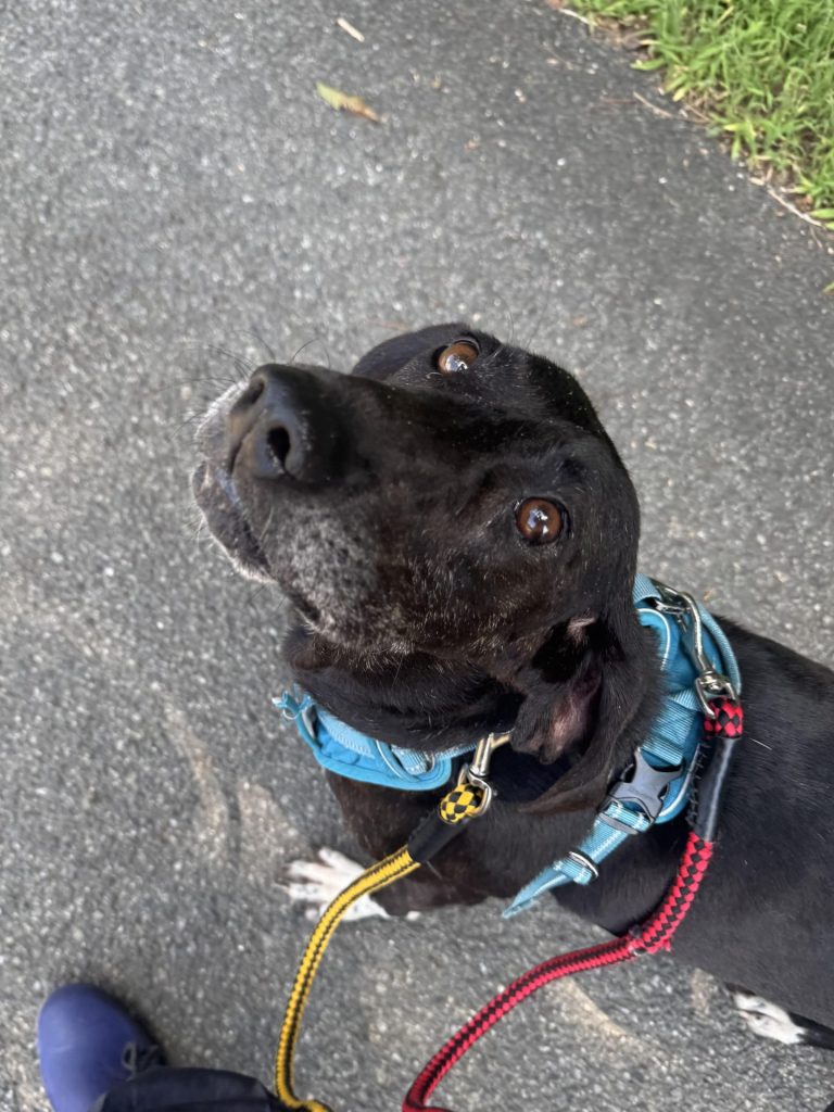 ワンだふるファミリーからの近況報告:2025年11日1日(土曜日) 18 b9fa6990791885d41075a5ff334a53a6