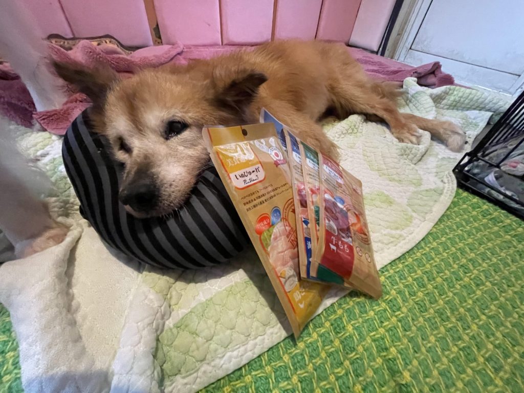 ワンだふるファミリーからの近況報告:2025年11日1日(土曜日) 19 96c5e7083b7f5e75861df96bdf02a35c