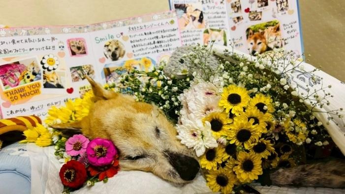 ワンだふるファミリーからの近況報告:2025年11日1日(土曜日) 23 image 3