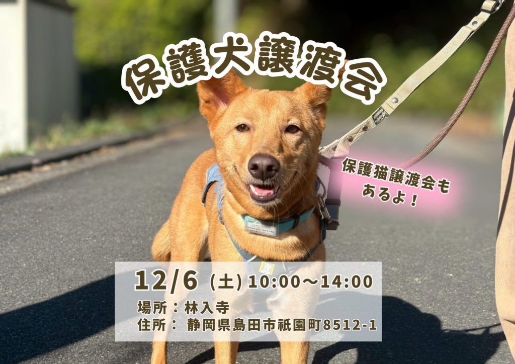 【ピースワンコの譲渡会】12/6(土)林入寺紅葉まつりにて保護犬譲渡会(静岡/島田市) 1 ec5d0f4e7f0bcda48b5e45d4ead645fe