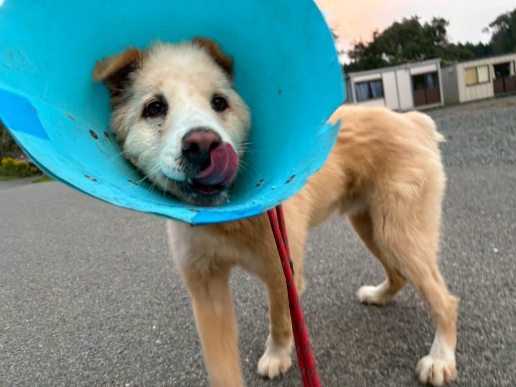 ワンだふるファミリーからの近況報告:2025年11日1日(土曜日) 15 b87efa2aff385736213ded66eccbd910 1