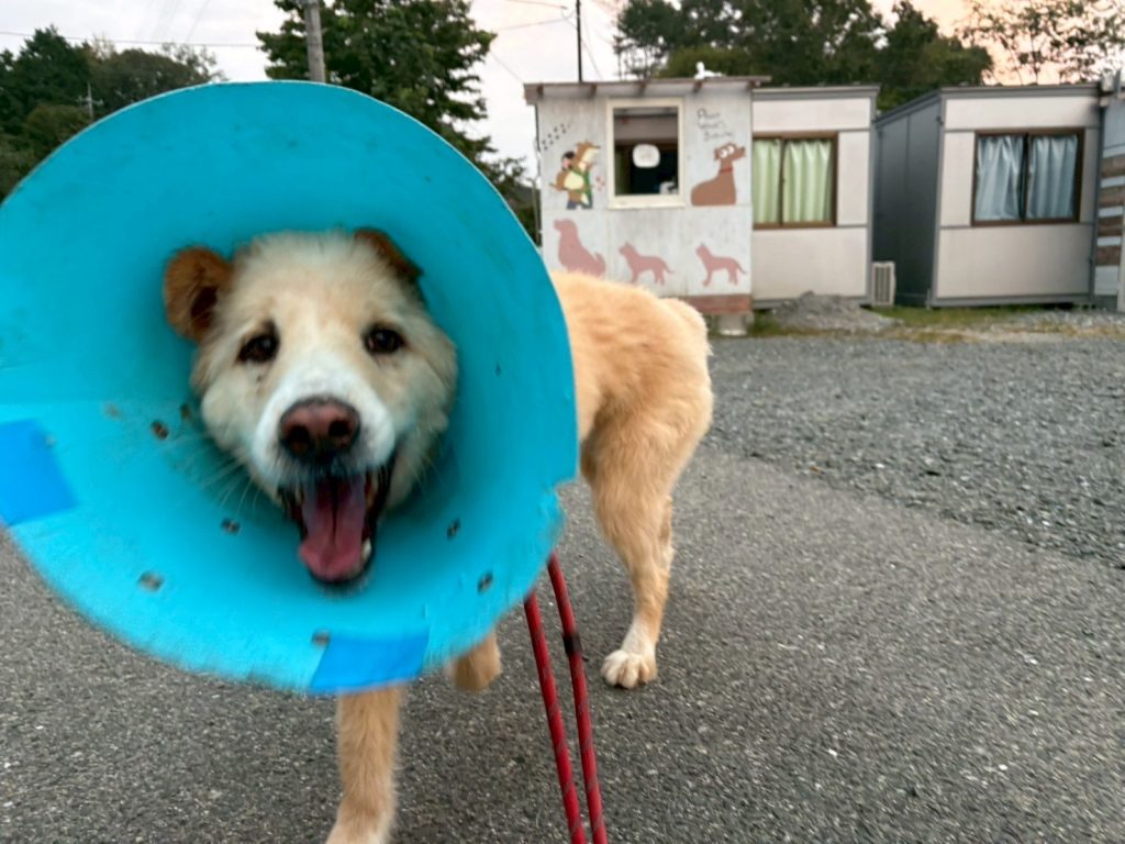 ワンだふるファミリーからの近況報告:2025年11日1日(土曜日) 16 e1dd36fba19a47b56d9fe46b1dc4fb1f 2