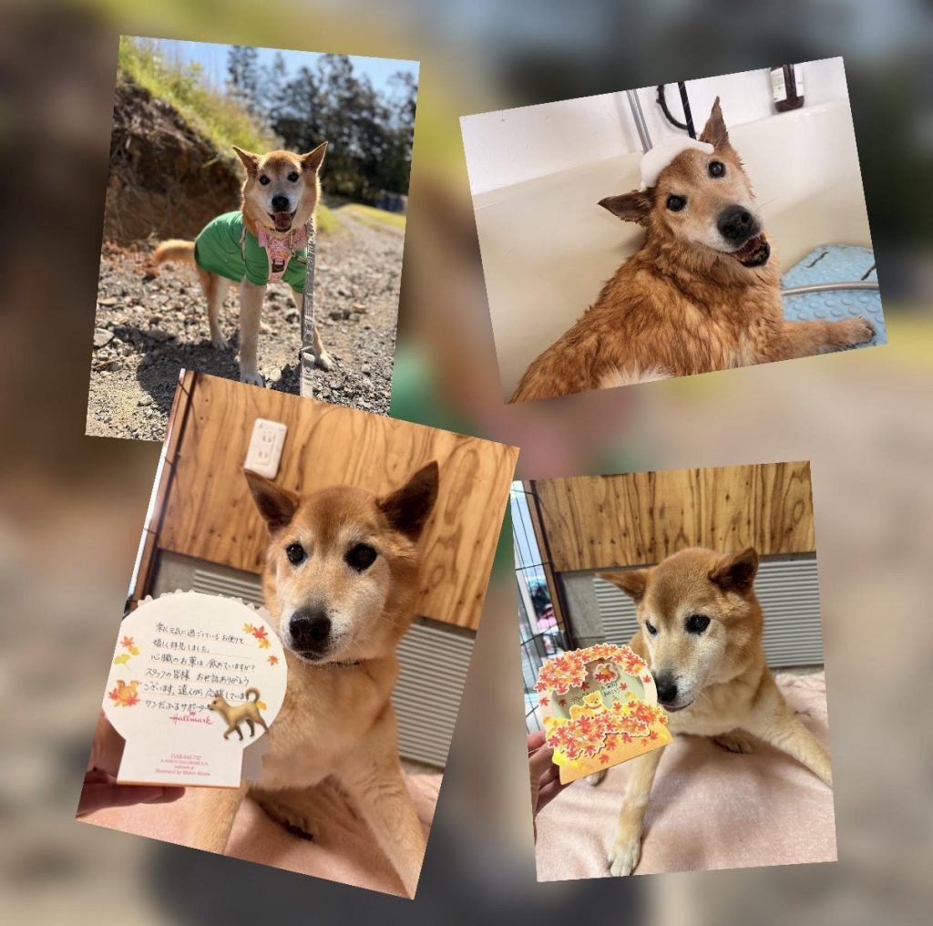 ワンだふるファミリーからの近況報告:2025年11日1日(土曜日) 17 597737f9af87d0b1b6bf49fa60429ea8