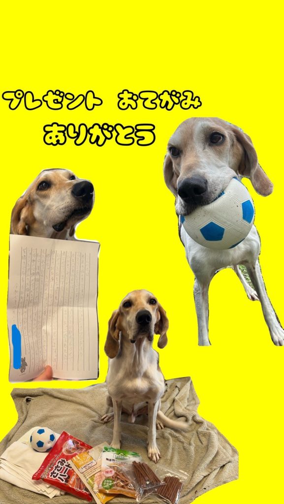 ワンだふるファミリーからの近況報告:2025年11日1日(土曜日) 21 e4f3e565e0f2dc5c990d3196540fdd41 1