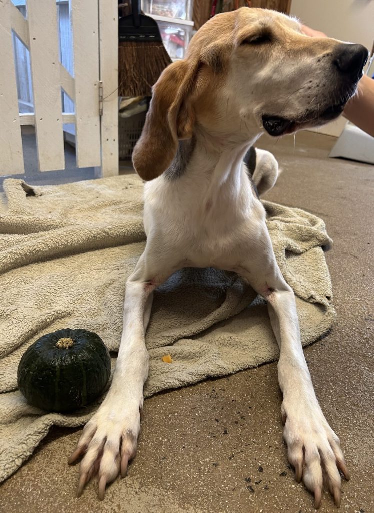 ワンだふるファミリーからの近況報告:2025年11日1日(土曜日) 20 24a7ff8fd6be325b6199d19798cb15aa 1