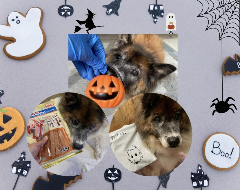 ワンだふるファミリーからの近況報告:2025年11日1日(土曜日) 22 9dc934e9d73fad756ad230877882ac18