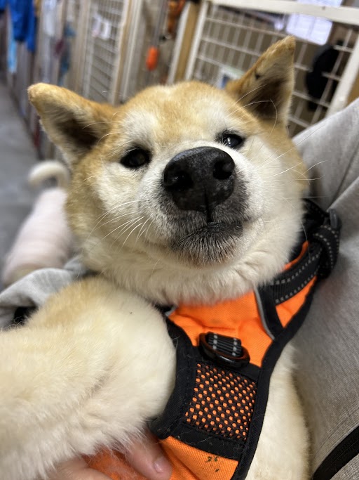 ワンだふるファミリーからの近況報告:2025年11日1日(土曜日) 24 c43b1d11d5cfeb84598e08bbcfe0d180