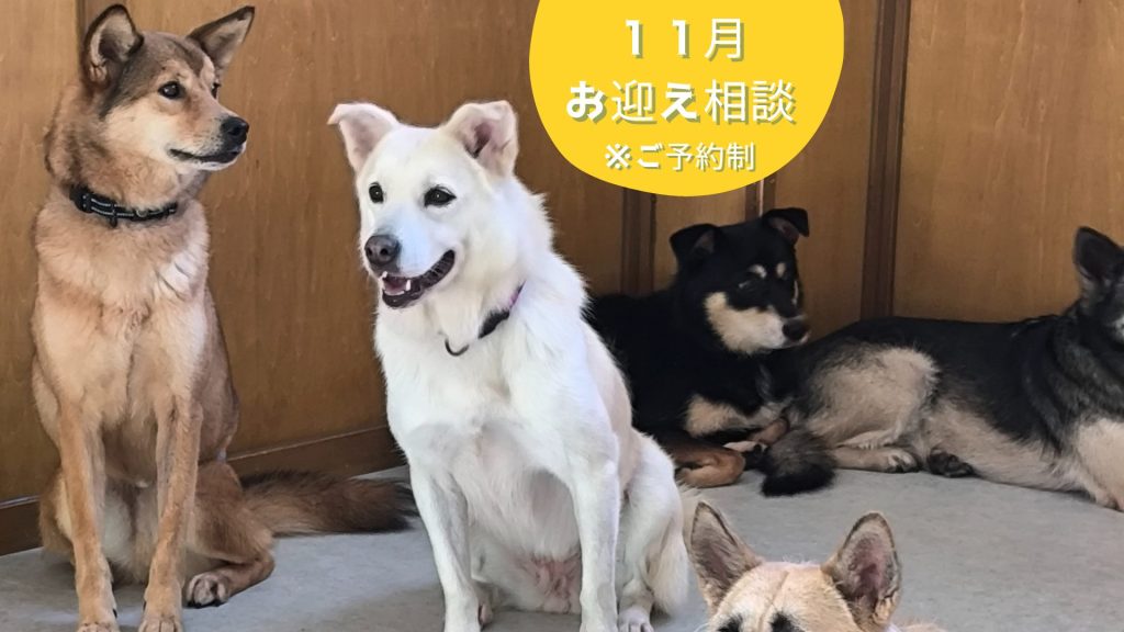 【ピースワンコのイベント】11/13(木)、16(日)、27(木)「お迎え相談会」を開催(福岡譲渡センター) 3 6baec5ba9adaa786dee2345df9115299 1