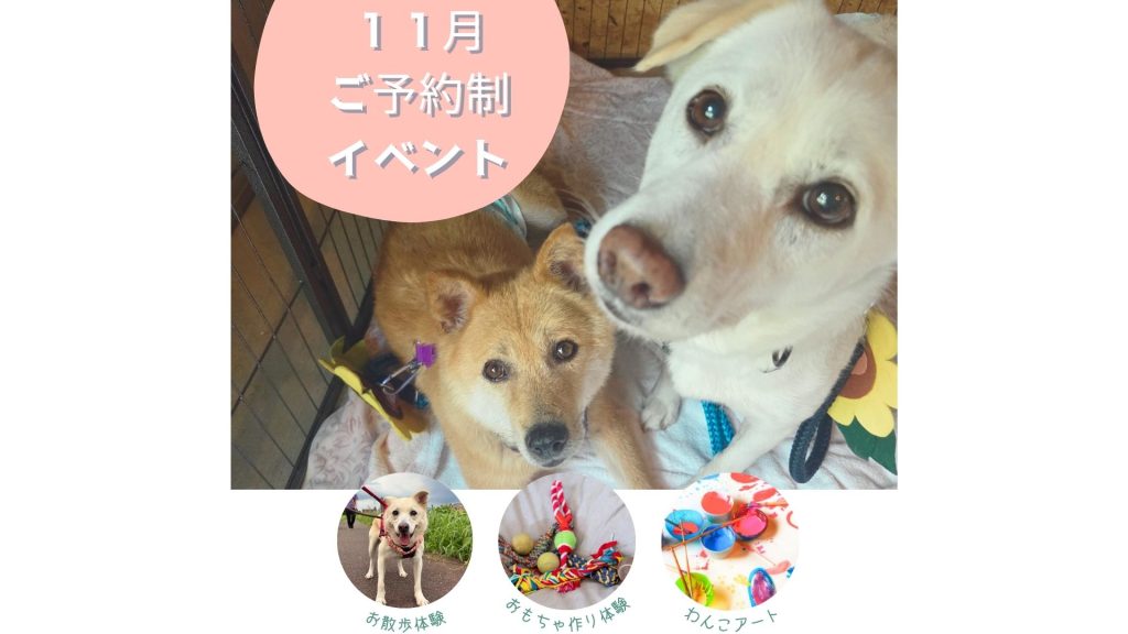 【ピースワンコのイベント】11/7(金)、14(金)、22(土)「ご予約制イベント」を開催(福岡譲渡センター) 1 a82f2a6e47aa60fbefbbbb08fa18da29