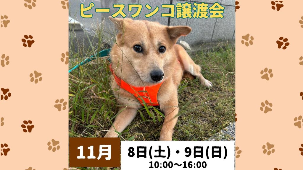 【ピースワンコのイベント】11/8(土)、9(日)ピースワンコ譲渡会(福山譲渡センター) 8 e85a96d0bdbaf1678f47f48b0517d410