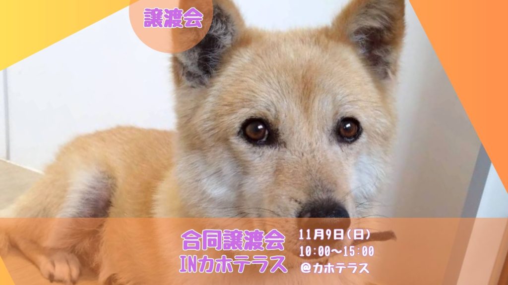 【ピースワンコの譲渡会】11/9(日)合同譲渡会INカホテラス(福岡/飯塚市) 2 3a9902122c896634cf4faa8247c4db0e