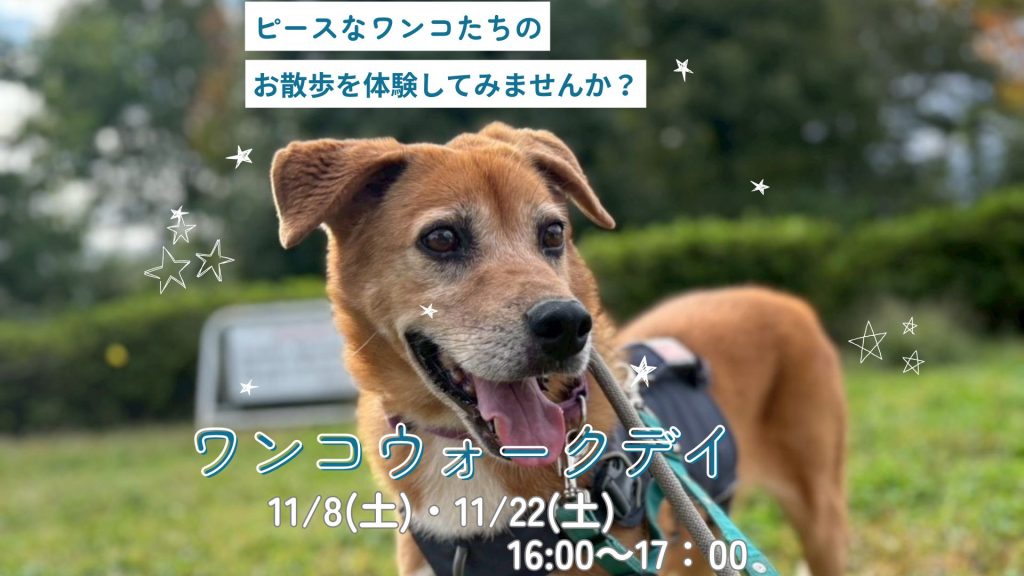 譲渡会・イベントのご案内 8 64c356d4569a65611fa1b0751262c1aa