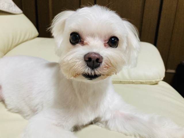 犬の目やにが増えた!考えられる病気・原因・自宅でできる対処法まとめ【獣医師監修】 7 8f33ce187b1fb6d366bf4a11862db4b6