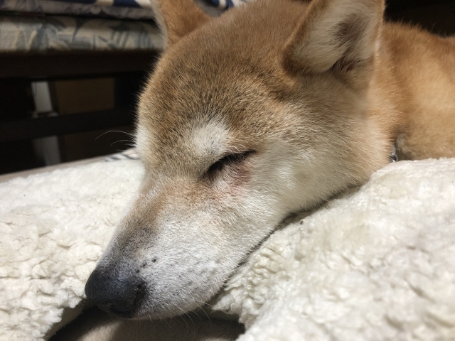 犬の目やにが増えた!考えられる病気・原因・自宅でできる対処法まとめ【獣医師監修】 8 2872a361b83b859286578f0cfe6c01c3