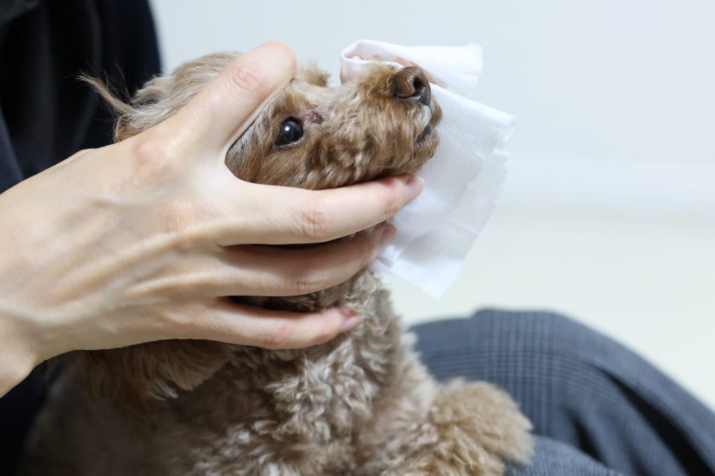 犬の目やにが増えた!考えられる病気・原因・自宅でできる対処法まとめ【獣医師監修】 11 cc1c77ce9bd6b0d2254e6503f0cef7af