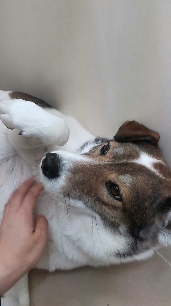 c889e6fd068de88788c07780791dd386