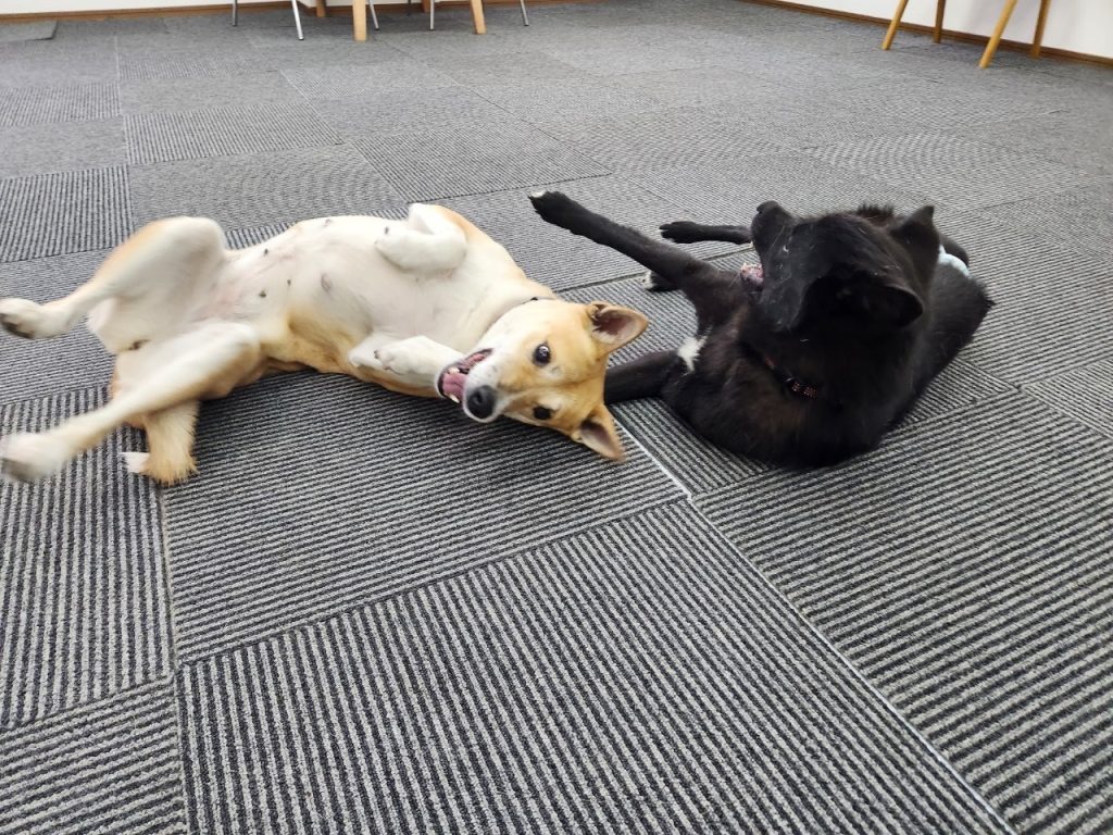 c1c4c8ea4403a3e8e0a8188bc7c5ed51