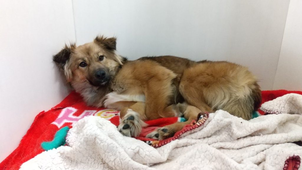 4eab9091f7b73a6e3bf574ed1dbcff77