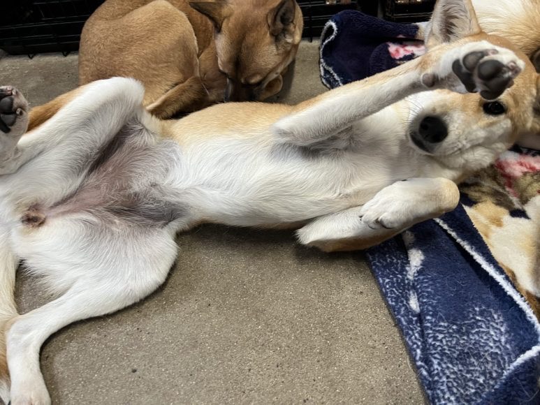 a2df44f63b76ca1a8766130569bfefb9