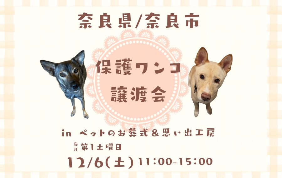 譲渡会・イベントのご案内 8 1 1 1