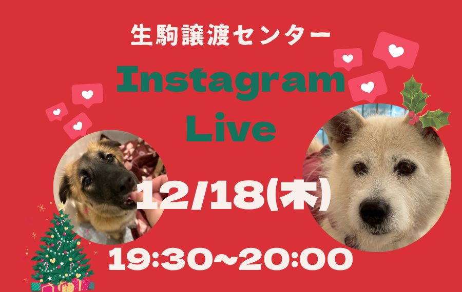 【ピースワンコのイベント】12/18(木)インスタライブ(生駒譲渡センター) 5 4 2