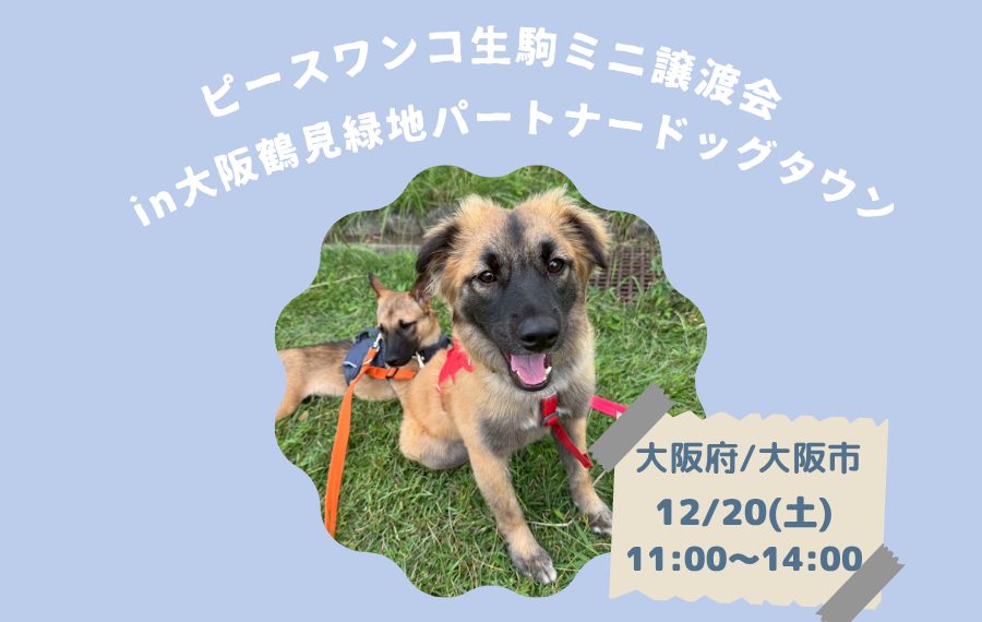 【ピースワンコの譲渡会】12/20(土)「ミニ譲渡会in大阪鶴見緑地パートナードッグタウン」開催(大阪/大阪市) 6 5 2